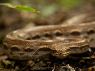 close up of a snake