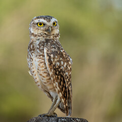 eagle owl portrait