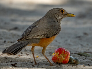robin in the sand