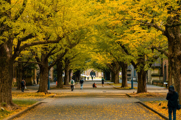 people watching Ginkgo yellow leaves at the road in front of the famous clock tower of the...
