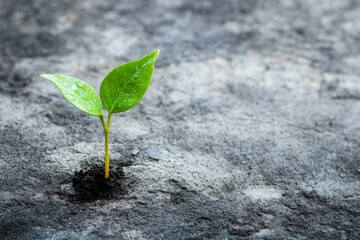 Naklejka premium Green sprout emerges from dark, textured ground.