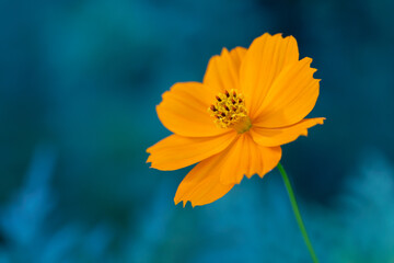 cosmos yellow