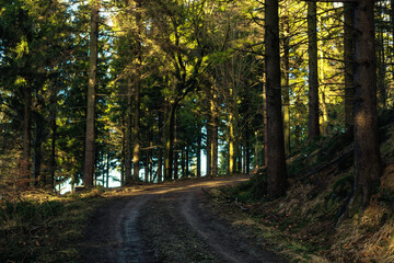 Naklejka premium forests of the Owl Mountains, Lower Silesia, Poland.