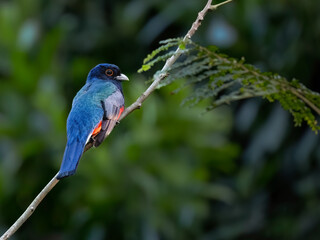 Surucua Trogon on tree branch, portrait