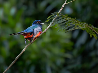 Surucua Trogon on tree branch, portrait