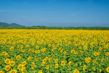 Beautiful sunflower in the field. Nature background.