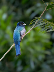 Surucua Trogon on tree branch, portrait