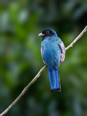 Surucua Trogon on tree branch, portrait