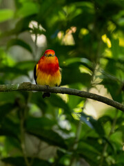Band-tailed Manakin on tree branch 