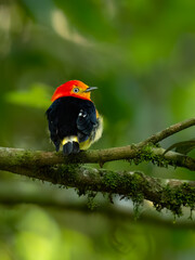 Band-tailed Manakin on tree branch 