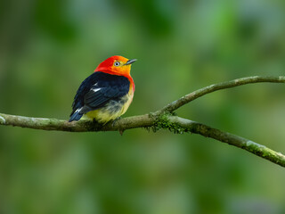 Band-tailed Manakin on tree branch 