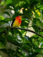 Band-tailed Manakin on tree branch 