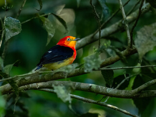 Band-tailed Manakin on tree branch 