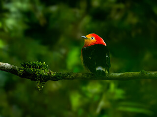 Band-tailed Manakin on tree branch 