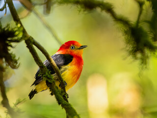 Band-tailed Manakin on tree branch 
