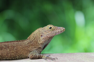 macro shot of male crested anole