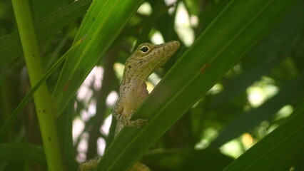 barred anole lizard on a palm leaf