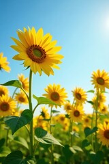 Tall sunflowers with bright yellow petals and dark centers stand upright in a field on a sunny day , sunflowers, nature, field