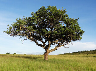 Obraz premium A large tree in Kenya