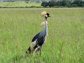 Fototapeta premium two beautiful African birds.