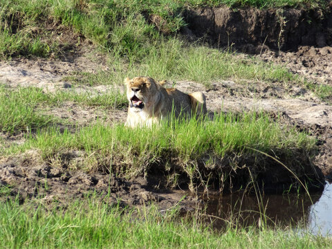 A lioness yawning in the wild.
