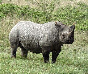 Obraz premium A wild black rhino