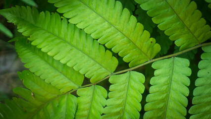 Green fern leaves in the rainforest. Natural green background.