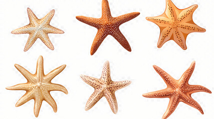 Starfish set isolated on transparent background, various angles and types of starfish sea creatures. Starshade. Illustration
