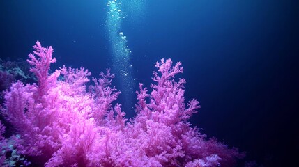 Fototapeta premium Beneath the Depths: Protected Marine Habitat with Flourishing Corals in Vibrant Colors Under Spotlights, Preserving Biodiversity for Generations