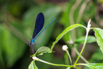 A close-up macro of a blue damselfly resting on a green leaf with a deep blurred background,...