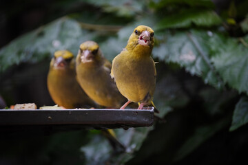 Three Yellowhammer (Hurukōwhai) birds perched on a feeding table eating nuts and seeds. The colourful yellowhammer is a common inhabitant of open country throughout much of New Zealand.