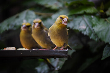 Three Yellowhammer (Hurukōwhai) birds perched on a feeding table eating nuts and seeds. The colourful yellowhammer is a common inhabitant of open country throughout much of New Zealand.