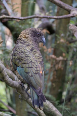 Close up of  kea bird perched on a branch in forest area.

The kea is a species of large parrot in the family Strigopidae endemic to the forested and alpine regions of the South Island of New Zealand.