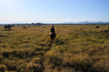 View from horseback, guide on horse leading safari ride across dry grass savanna, Lewa Conservancy, African wildlife adventure safari in Kenya
