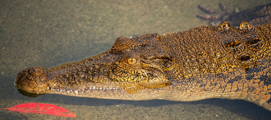 The estuarine crocodile, also known as the saltwater crocodile, is the largest living reptile on Earth.