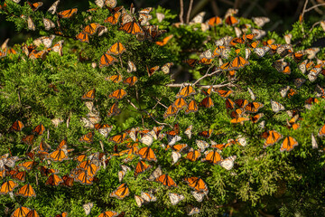 Many Monarch butterflies (Danaus plexippus) on a pine tree. Migrating Monarch butterflies.