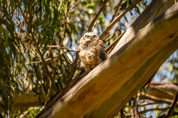 Owl chick sitting on a tree. 