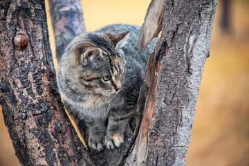 Cat in a tree watching people go by on a winter day in idaho