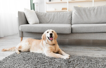 Happy And Healthy Pet. Portrait of adorable lovely fluffy golden retriever dog looking at camera,...