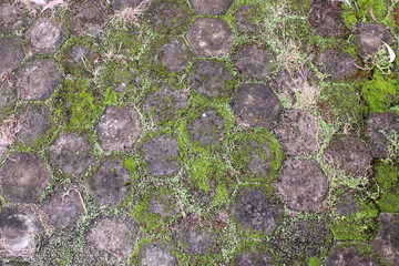 Close up of the texture pattern of the hexagonal paving block, which is covered in moss around it.