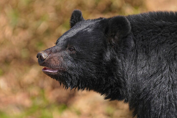 盛岡動物公園