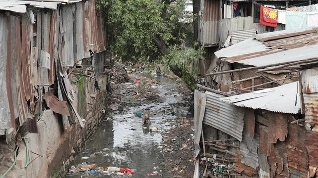 Pigs rummage through filth in water running past the Kibera slum in Kenya.