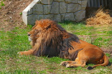 Obraz premium 盛岡動物公園