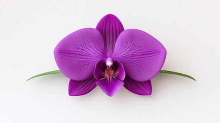 Fototapeta premium A vibrant purple orchid flower on a plain background.