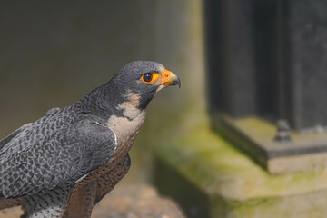 盛岡動物公園