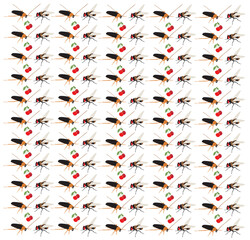 cockroach, fly with fruit as a pattern background