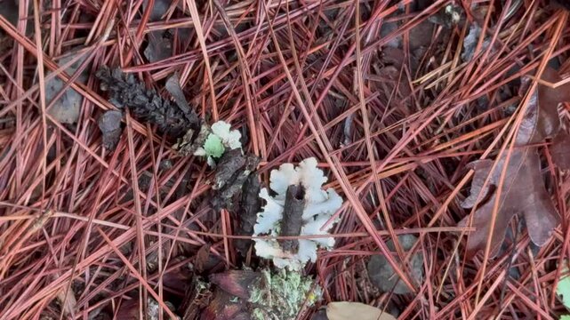 Widescreen close-up of red pine needles covering the forest floor with ambient birds chirping with copyspace for text overlay videos with warm, earthy tones highlight the natural textures of the woods