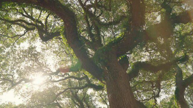 Timeless Charm: Savannah, Georgia&rsquo;s Historic Squares Adorned with Live Oak Trees