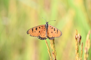 Acraea terpsicore or tawny coster butterfly. lt is a small leathery-winged butterfly. Butterfly sitting on the green plants.  It belongs to the Nymphalidae or brush-footed butterfly family.