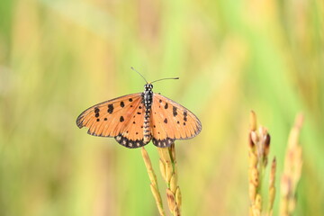 Acraea terpsicore or tawny coster butterfly. lt is a small leathery-winged butterfly. Butterfly sitting on the green plants.  It belongs to the Nymphalidae or brush-footed butterfly family.